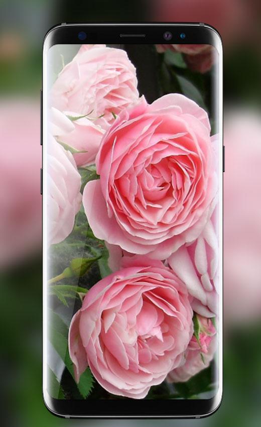 Pink Rose Hd Wallpaper For Mobile