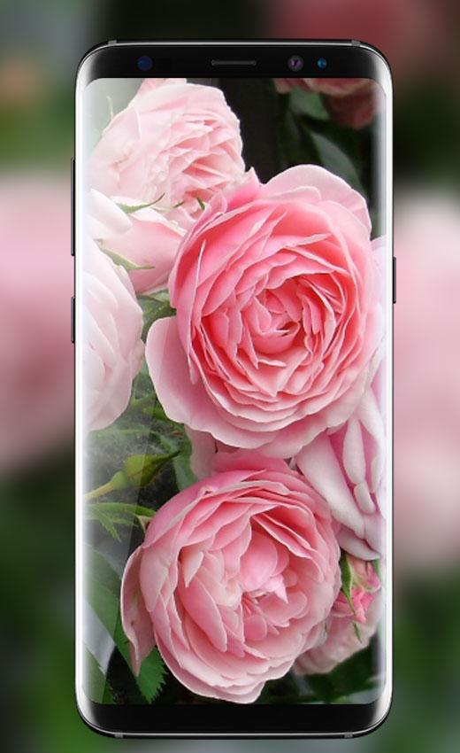 Pink Rose Live Wallpaper HD APK for Android Download Pink Rose Live Wallpaper HD APK for Android Download
