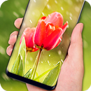 Tulips Live Wallpaper 2018 – Flower HD Backgrounds APK