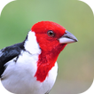 Canto degli uccelli cardinali