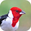 Chant d'oiseau cardinal APK
