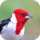 Cantos del Cardenal APK