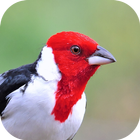 Chant d'oiseau cardinal icône