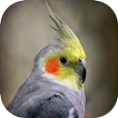 Songs of Calopsita APK