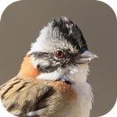 Bird songs of TicoTico APK