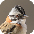 Canciones de aves TicoTico icono