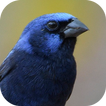 Chant d'oiseau oiseau bleu