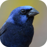 Chant d'oiseau oiseau bleu icône