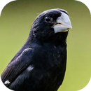 Chant d'oiseau à bec APK