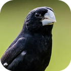 Beaked bird singing icon