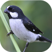 Sounds of the bird Golinha