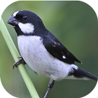 Sounds of the bird Golinha icon