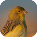 Canary Bird Belgian Corners APK