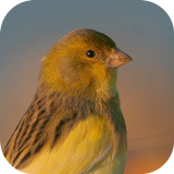 Canary Bird Belgian Corners icon