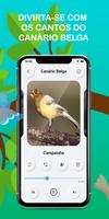 Canary Bird Belgian Corners screenshot 1