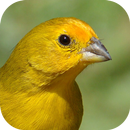Canary bird singing APK