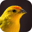 Canari jaune chantant