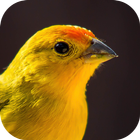 Lied der Kanarienvogel Zeichen
