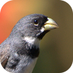 Collar Bird Corners icon