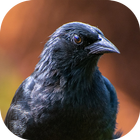 Cantos do Passaro Preto Chupim biểu tượng