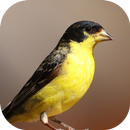 Chant d'oiseau chardonneret APK