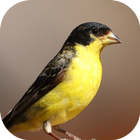 Burung bernyanyi Goldfinch ikon