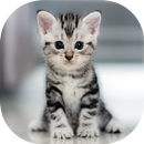 Kitten meow cat sounds APK