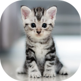 Kitten meow cat sounds icon