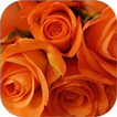Orange Rose WalL आइकन