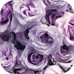 Lavender Rose WalL icône