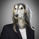Dog Breeds Quiz APK