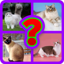 Cats Quiz - Guess The Breeds APK