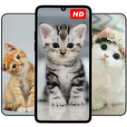 Cute Cat & Kitten Wallpaper HD Zeichen