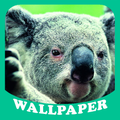 Koala Wallpaper