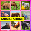Real Sound Of Animals