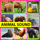 Real Sound Of Animals APK