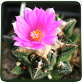 Encyclopedia of Cacti & Succul
