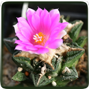 Encyclopedia of Cacti & Succul APK