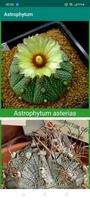 Encyclopedia of Cacti screenshot 3