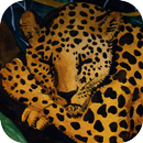 The Animals Sleep APK