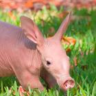 Aardvark Wallpaper biểu tượng