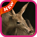 Aardvark Wallpaper APK