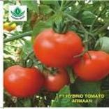 હાઇબીડ ટામેટા ખેતી ૫ઘ્ધતિ