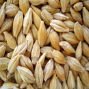 ઘઉં પાક માં ઉધઈનું નિયંત્રણ APK