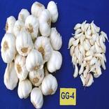 સૌરાષ્ટ્રમા લસણની ખેતી પદ્ધતિ