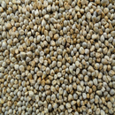 બાજરાની ચોમાસુ ખેતી પધ્ધતિ APK