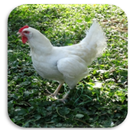 એએયુ  દ્વારા મરઘાપાલન APK