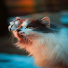 Cute Cat Wallpapers HD أيقونة