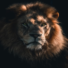 Awesome Lion Wallpapers HD icône