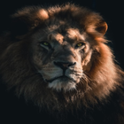 Awesome Lion Wallpapers HD أيقونة